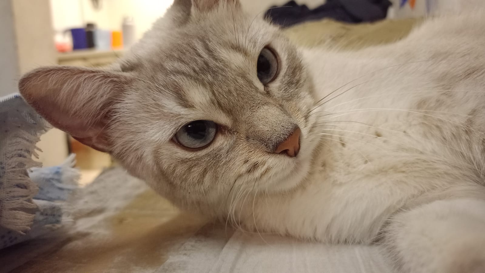 Mi Gato
