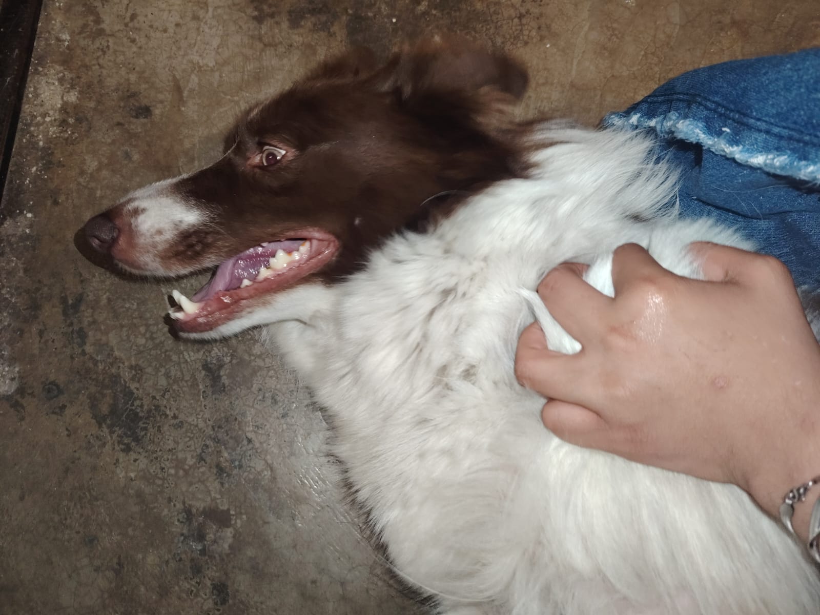 Mi Perro